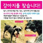 도와주세요 ㅠㅠ <b>용산구</b>에서 잃어버린 슈나우져 남아 찾습니다.