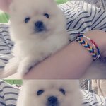 <b>저의</b> 힐링견 리온이 소개합니다  (2개월~3개월반)