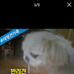[꼭봐주세요] 막걸리동물<b>학대</b>