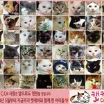 [캣케어] CatCare와함께당신의사랑을나눠주세요. 