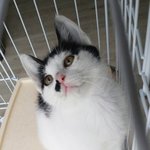 [안산] <b>시동</b>이걸린 트럭 밑에서 구조한 새끼 고양이 