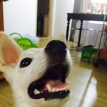 진돗개엄마 + 스피츠아빠 