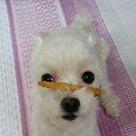 [EXO] <b>코에</b> 간식 올려놓고 기다려햇더니