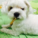 우리집  막내개 강산이❤️