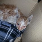 [아픈길냥이] <b>도움</b>이 필요한 길냥이 입니다....... 