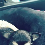 [<b>김</b><b>탄</b>] 사랑스러운 <b>김탄</b>을 소개합니다