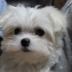 [응원부탁요] 살아줘서 고마운 마리