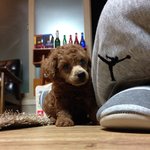 사랑스러운 멍뭉이, 초코를 소개할게요~