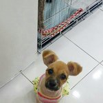 [함안길천사] 공장지대 빈터에서 생명을 이어가던 두번째.