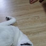 <b>진돗개</b>엄마+스피츠아빠