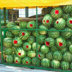 [추억팔아요] 악질 <b>수박</b> 도둑 ㄷㄷㄷ