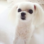 [강아지사진] 우리집 막<b>냉이</b>공주 치즈치즈에요<3