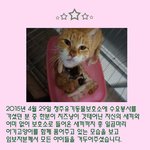 [캣케어] [입홍]잘생김이 묻은 치즈냥 "수인"이 잠시 보고가세요~^ㅇ^...