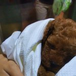 본격개판)저희집 <b>초코</b>도 소개합니다