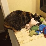 고양이의 <b>은밀</b>한 수집벽 모음