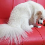 [스피츠볼리] 스피츠 볼리 웃는모습 보고가세요~