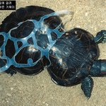 <b>오염</b>된 환경에 고통받는 지구 모습