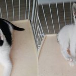 [안산] <b>시동</b>이걸린 트럭 밑에서 구조한 새끼 고양이 