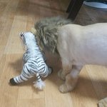 [개냥이] 우리집에 사자가 살아요!!