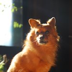 [<b>노견</b>만세] 저희 집 14살 할아버지 개들 소개해요 ㅎ.ㅎ