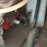 다죽어가는 <b>동물</b> 119에 신고!