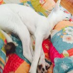 진돗개 엄마 +스피츠 아빠