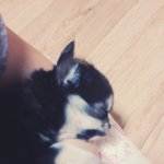 [<b>김</b><b>탄</b>] 사랑스러운 <b>김탄</b>을 소개합니다 (+동영상 추가)