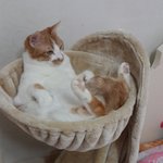 [댓글부탁해] <b>대장</b>고양이 친해지려면?