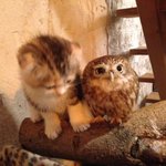 [고급엽호b] 캣초딩과 아가올빼미