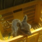 [무개념] (후기) <b>야생</b> 고라니 데려온 후기 