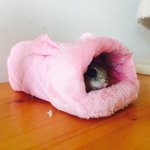 [람쥐] 새송이<b>버섯</b>은 내 죽부인! 하늘다람쥐 두루의 여름나기~