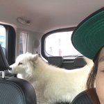 [강아지사진] 사모예드 한마리 진모예드 다섯마리 개판 일분전 