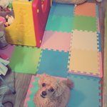 [댓글부탁해] 길에서 <b>유기</b>견은 발견했어요.