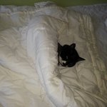 [고양이] 동거4년차