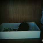 <b>새끼</b><b>새</b>가 나무에서 떨어졌는데