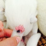 [강아지사진] 사모예드 한마리 진모예드 <b>다섯</b>마리 개판 일분전 02