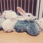 [토끼] 애기토끼들 잘 키워주세요