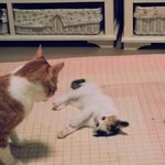 [뚱냥이<b>땅콩</b>] 뚱냥이의하루3