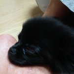 검정<b>포</b><b>메</b> 콩이 성장일기(4)