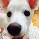 진돗개엄마+스피츠아빠