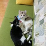 [언제나함께] 우리집냥이-<b>아오</b>와쿠로4)
