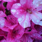 태풍피해복구(iwf, 회장 장길자)국제위러브유운동<b>본부</b> - 자원봉사활동