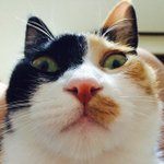 [사랑스러움] 똥꼬냥이 테니+까망이+비비를 소개합니당ㅎㅎ