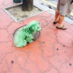 [<b>동물</b>] 초록색강아지를 구해주세요ㅜㅜ