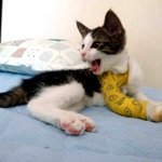 [캣케어] [입홍]전신마취 골절수술을 이겨낸 한쪽눈 아이라인이 매력적인...