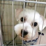 [함안길천사] 사상충도 이겨낸 말티즈 아롱이.