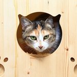 [삼순이] 고양이들에게 공격대상이 되어버린 삼순이.