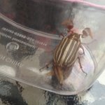 이 <b>곤충</b> 이름 아시는분!
