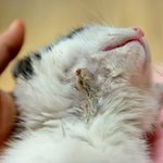 고양이] 주차장에서의 사고로 몸에 <b>아픔</b>만이 남은 아기 고양이 탄이.....