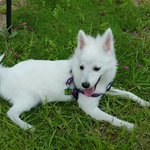 [강아지사랑] 우리집 귀염둥이 